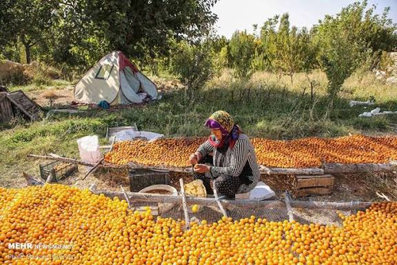 تصویر 2 از قیمت فروش آلو بخارا حاج حسنی + فروش عمده